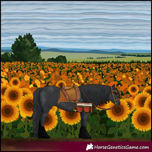 Horse Color:Black 