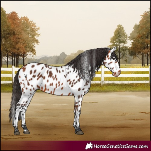 Horse Color:Bay Near Leopard