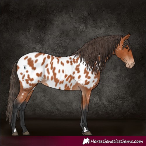 Horse Color:Bay Appaloosa