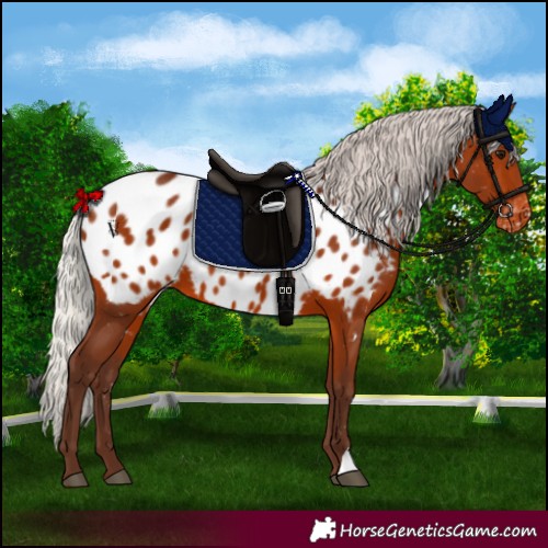 Horse Color:Silver Brown Appaloosa 