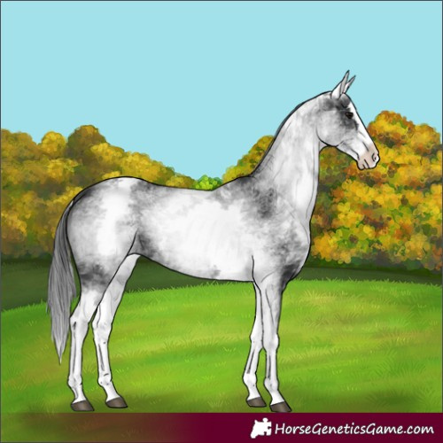 Horse Color:White Spotted Black Splash 