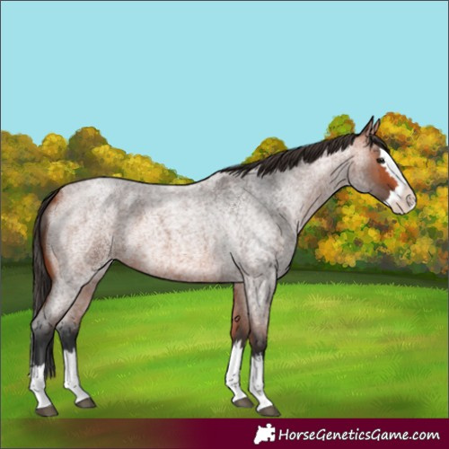 Horse Color:Bay Roan Splash 