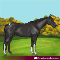 Horse Color:Smoky Black Tobiano 