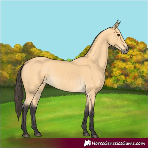 Horse Color:Buckskin 