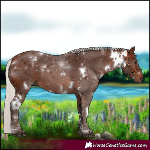 Horse Color:White Spotted Silver Brown