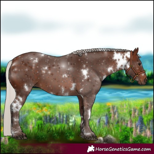 Horse Color:White Spotted Silver Brown
