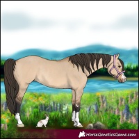 Horse Color:Bay Dun Rabicano 