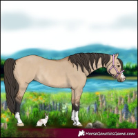Horse Color:Bay Dun Rabicano 