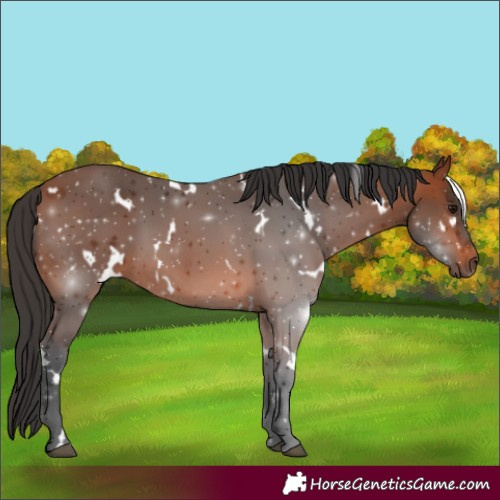 Horse Color:White Spotted Bay 