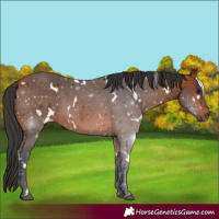Horse Color:White Spotted Bay