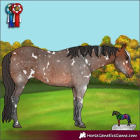 Horse Color:White Spotted Bay