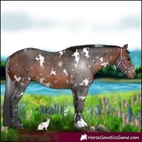 Horse Color:White Spotted Bay