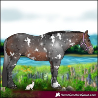 Horse Color:White Spotted Bay 