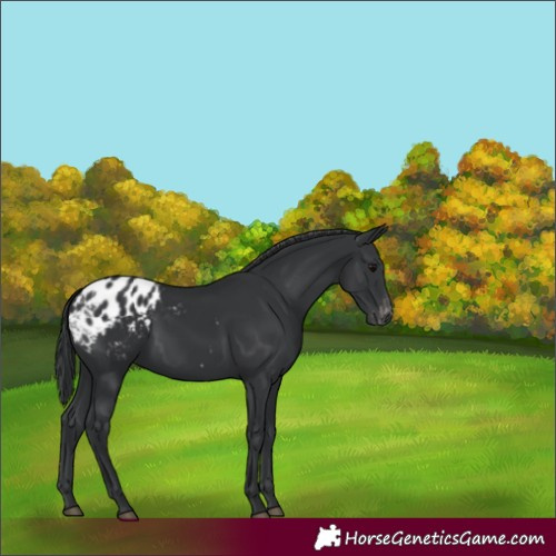 Horse Color:Black Appaloosa