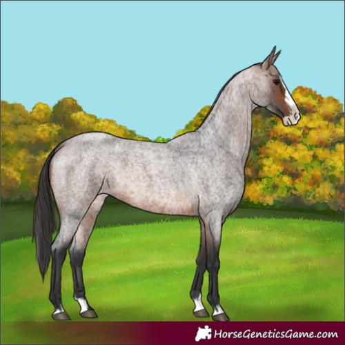 Horse Color:Brown Roan Splash 