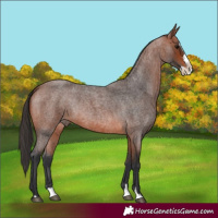 Horse Color:Unknown 