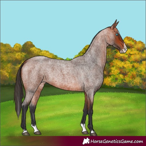 Horse Color:Bay Roan Splash 