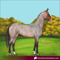 Horse Color:Bay Roan Splash