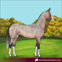 Horse Color:Unknown 