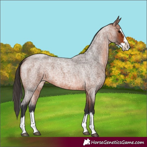Horse Color:Bay Roan Splash 