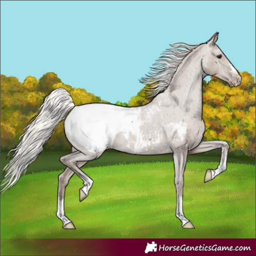Horse Color:Silver Grullo Snowcap Rabicano 