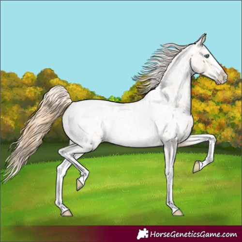 Horse Color:Smoky Blue Roan Pearl Splash Appaloosa 