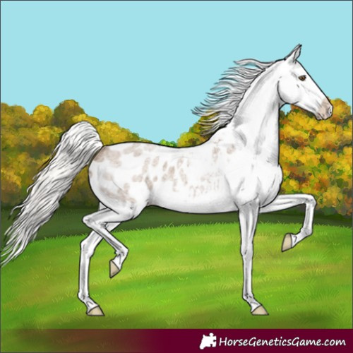 Horse Color:Silver Grullo Roan Appaloosa 