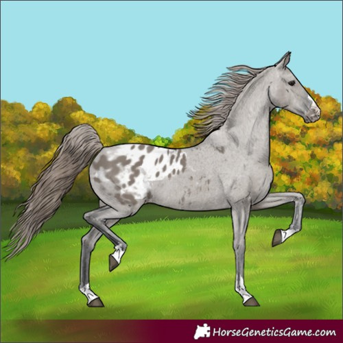 Horse Color:Grullo Appaloosa 