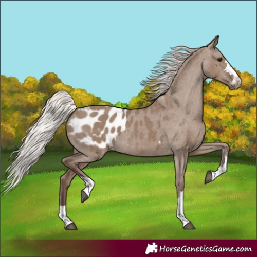 Horse Color:Silver Grullo Appaloosa Rabicano 