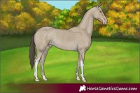 Horse Color:Classic Cream Champagne Tobiano 