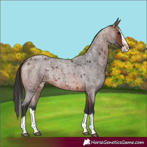 Horse Color:Brown Roan Splash 