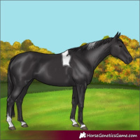 Horse Color:Smoky Black Tobiano 