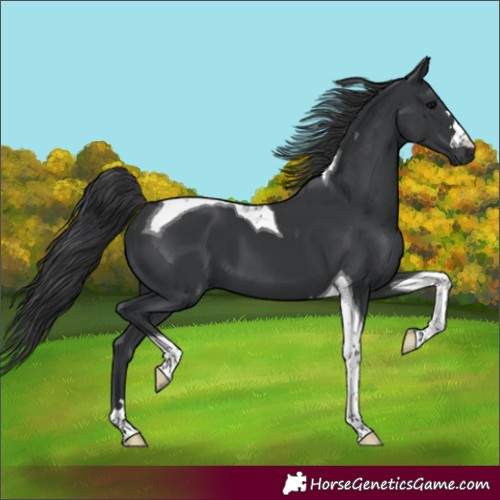 Horse Color:Black Tobiano 