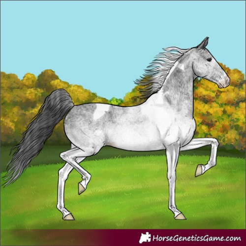 Horse Color:White Spotted Black Tobiano 