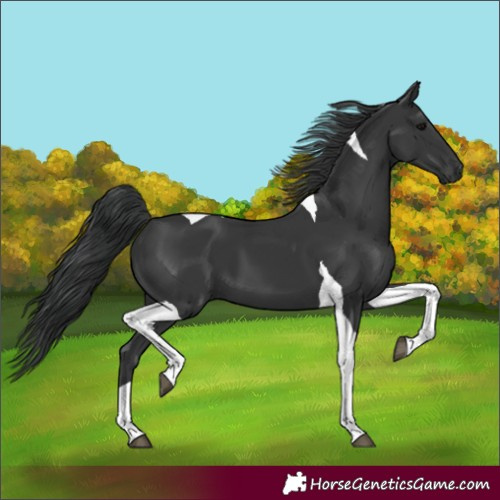 Horse Color:Black Tobiano 