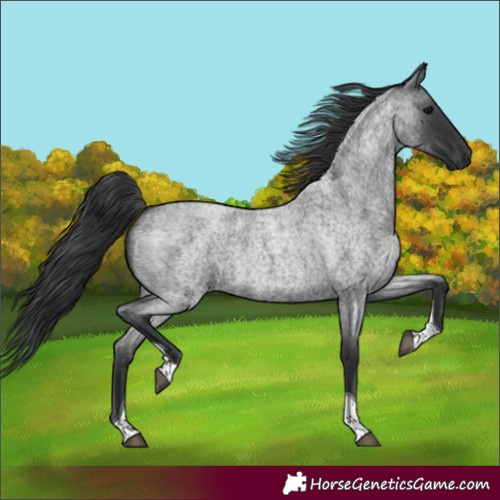Horse Color:Blue Roan Tobiano 
