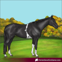 Horse Color:Smoky Black Tobiano 