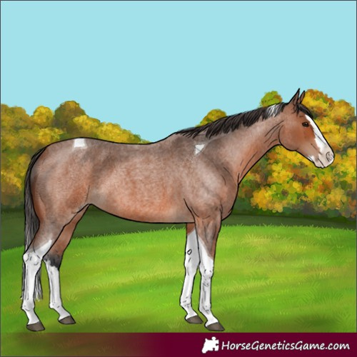 Horse Color:Bay Roan Splash Tobiano 