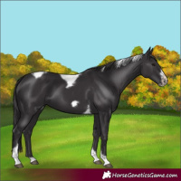 Horse Color:Smoky Black Tobiano Frame 