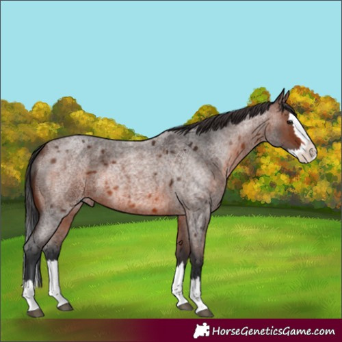 Horse Color:Brown Roan Splash 