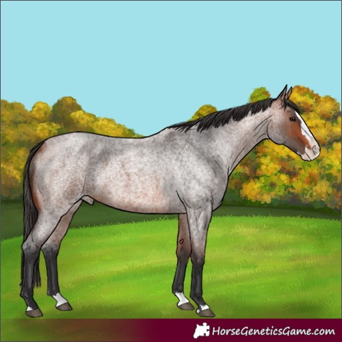 Horse Color:Bay Roan Splash 