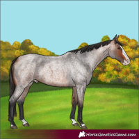Horse Color:Bay Roan Splash 