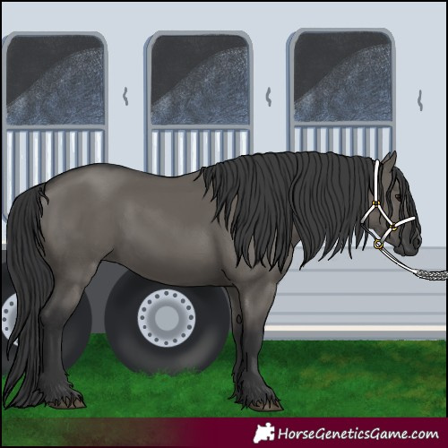 Horse Color:Grullo 
