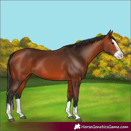 Horse Color:Bay Splash 