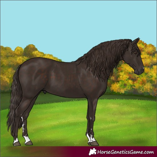 Horse Color:Liver Chestnut
