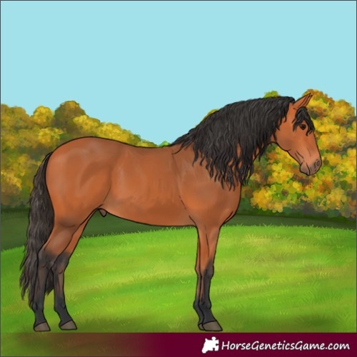 Horse Color:Bay 