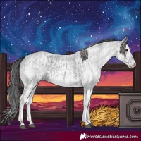 Horse Color:White Spotted Blue Roan Rabicano  and White Spotted Blue Roan Rabicano 