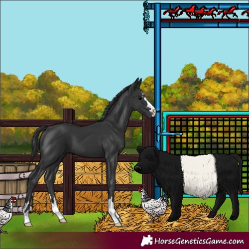 Horse Color:Black 