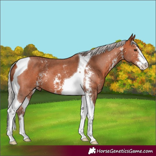 Horse Color:Silver Bay Sabino Tobiano 