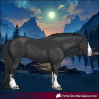 Horse Color:Black 